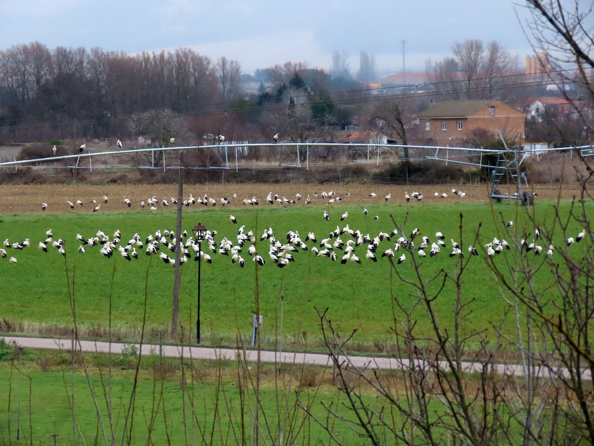 Cigüeña Blanca - ML647428662