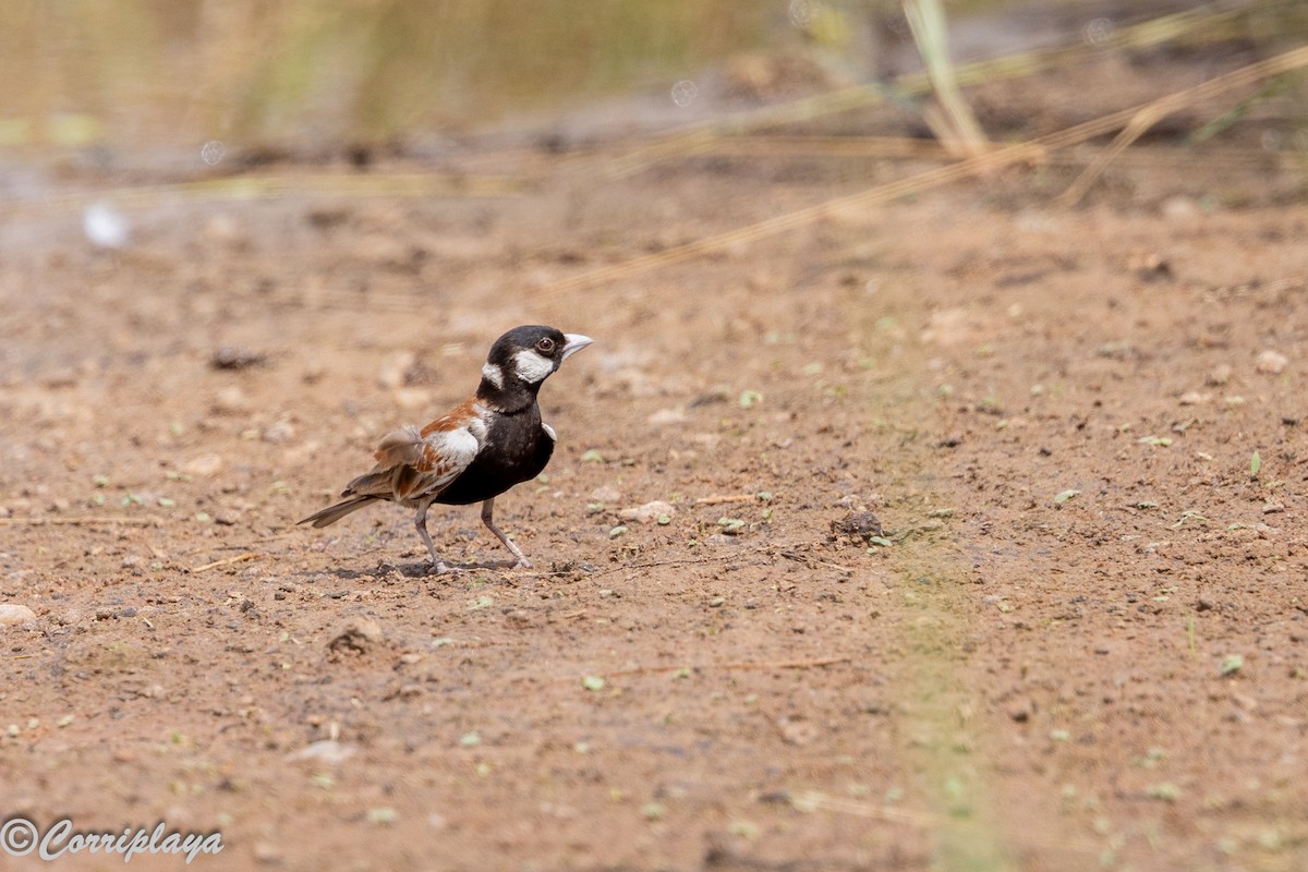 Terrera Orejiblanca - ML647428663