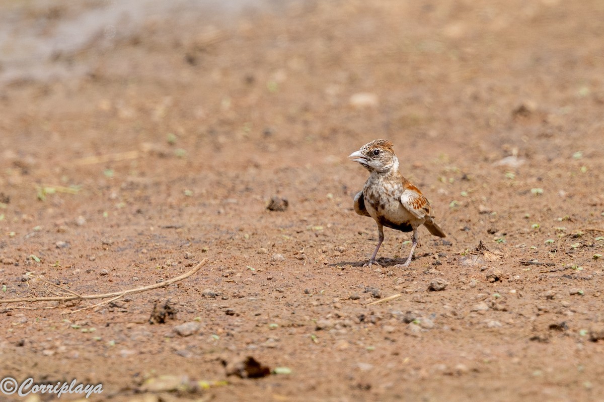 Terrera Orejiblanca - ML647428664