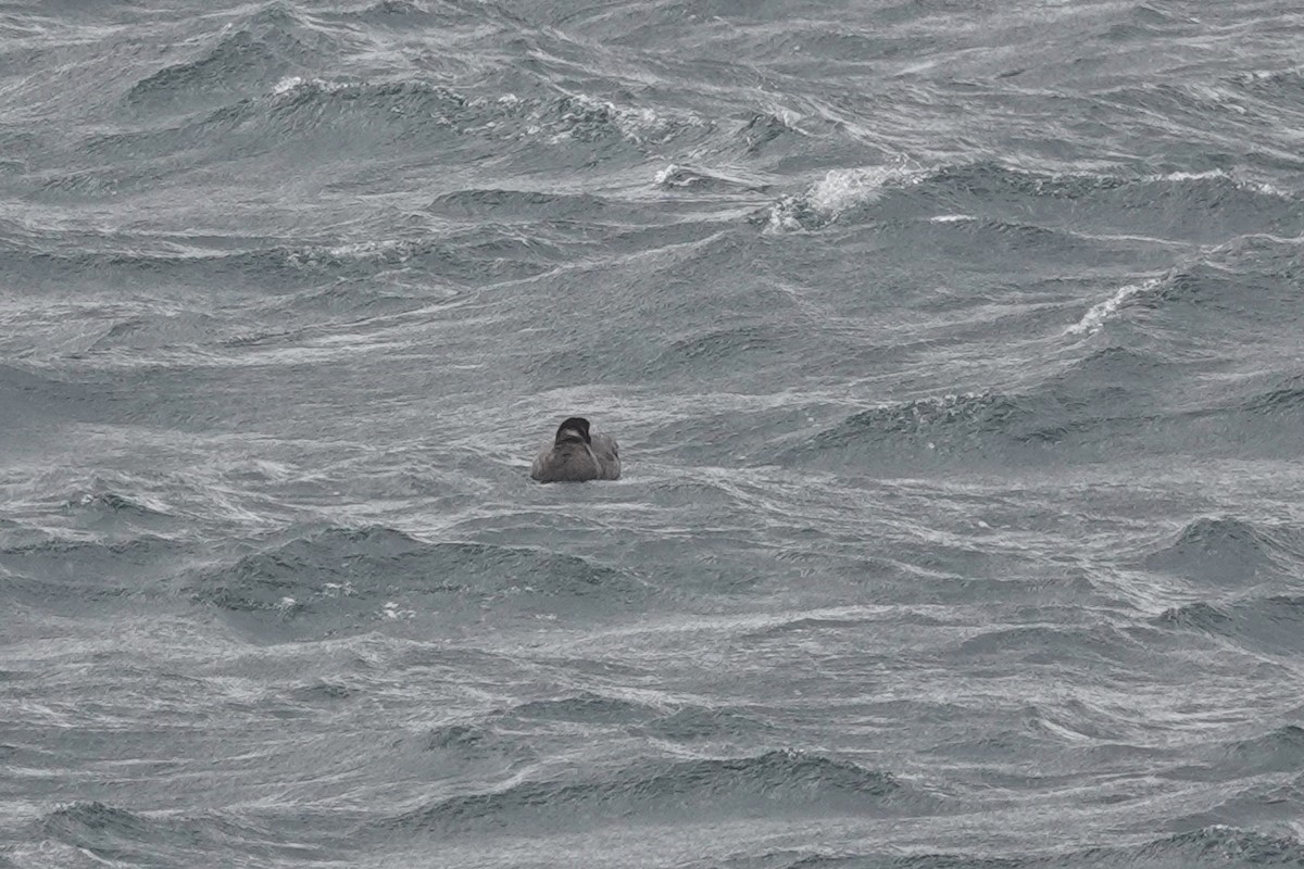 Pato sp. - ML647428665