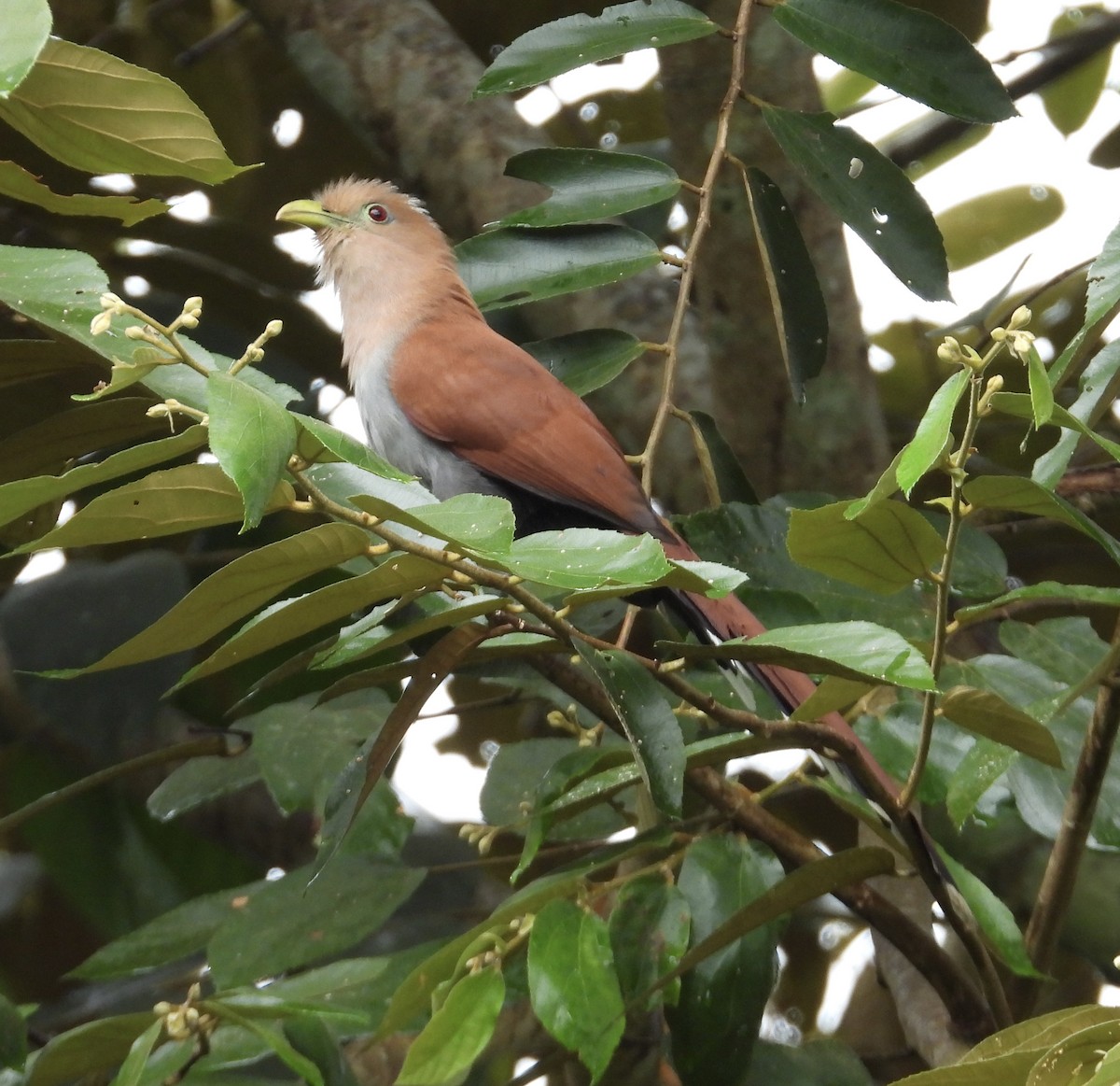 Cuco Ardilla Común - ML647428666