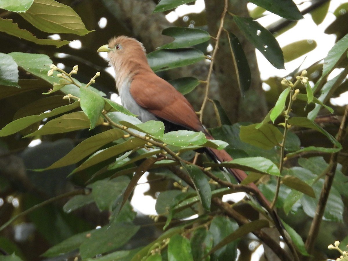 Cuco Ardilla Común - ML647428667