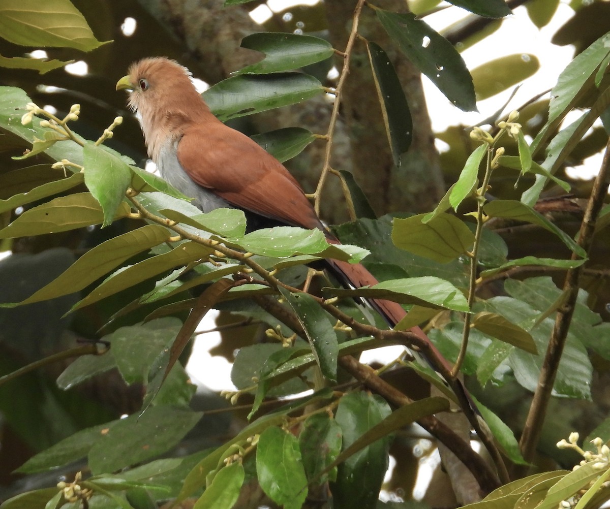 Cuco Ardilla Común - ML647428668