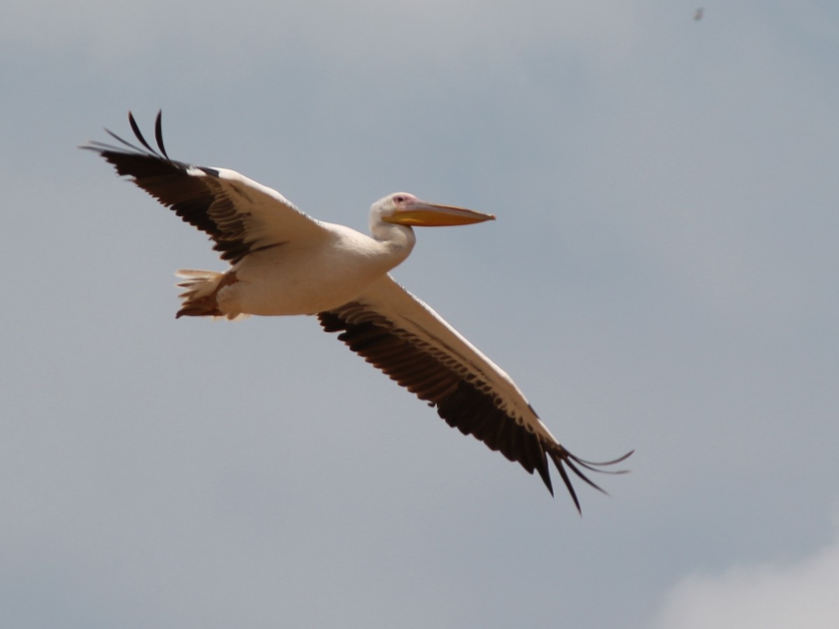 Pelícano Común - ML647428669