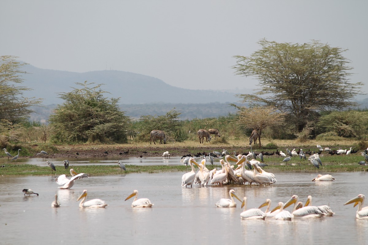 Pelícano Común - ML647428670