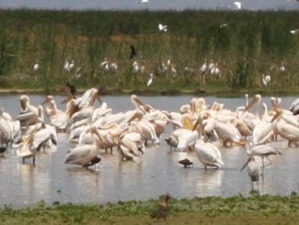 Pelícano Común - ML647428671