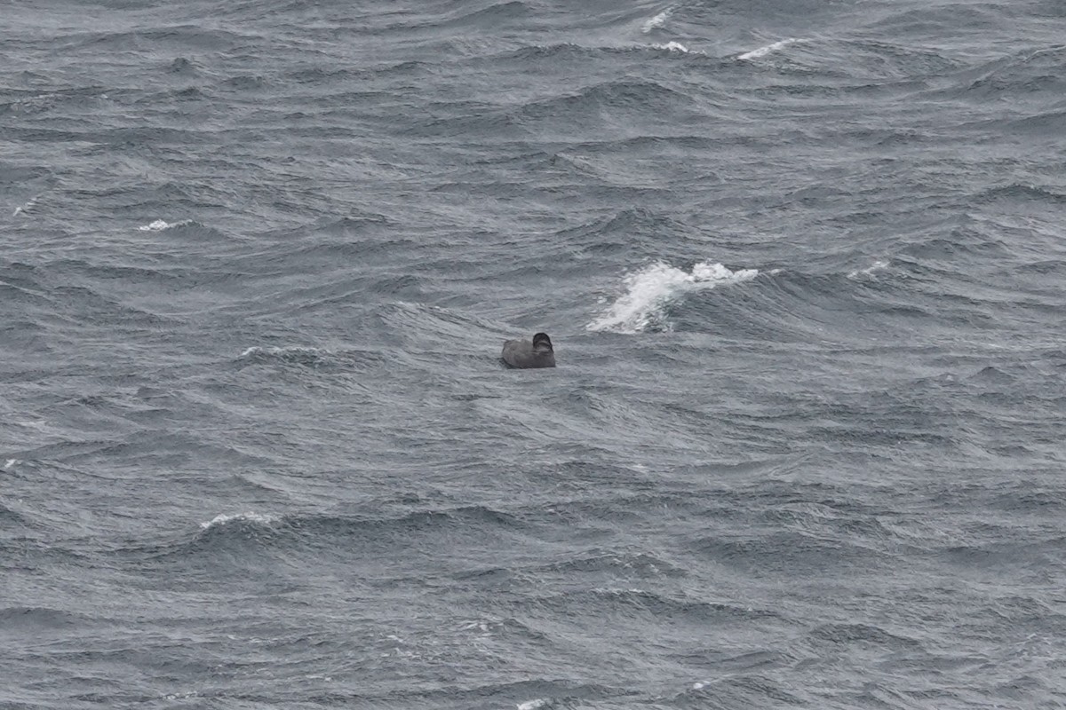 Pato sp. - ML647428672