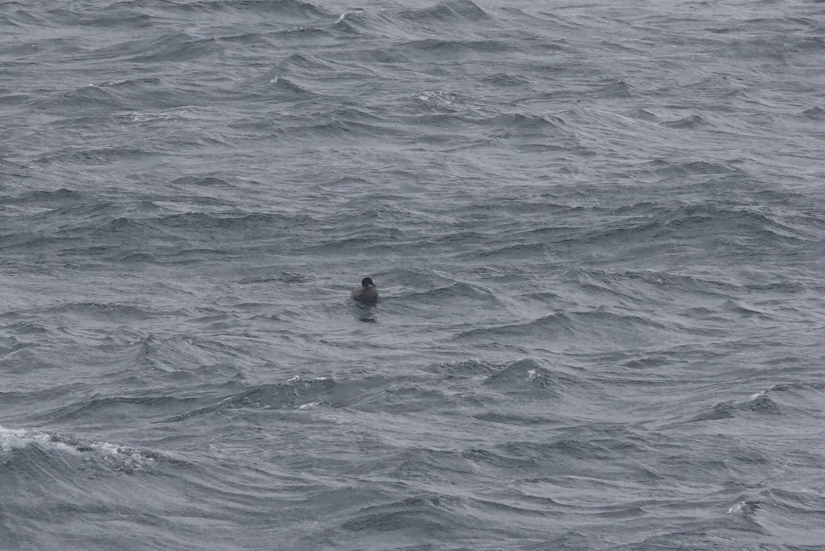 Pato sp. - ML647428673