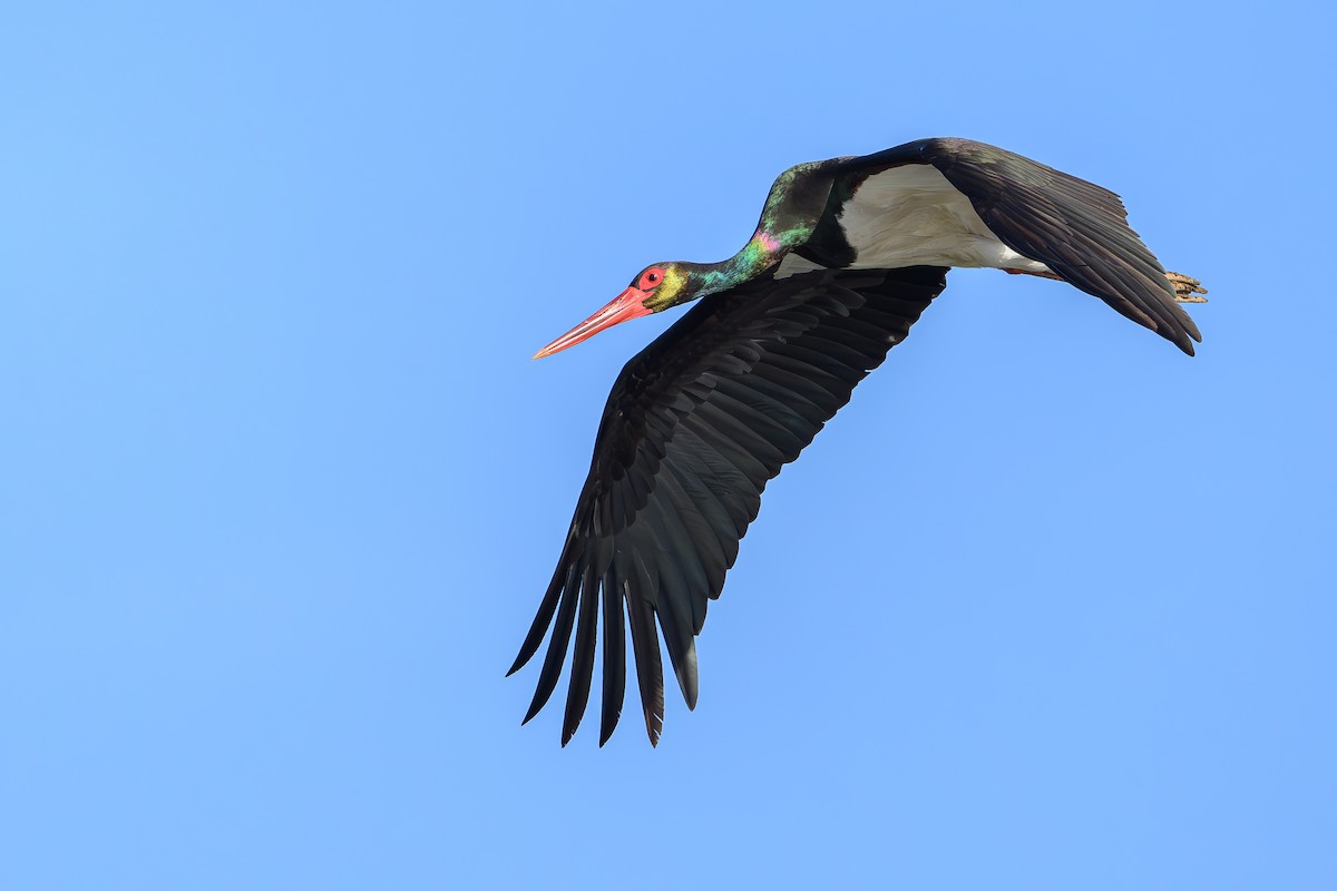 Cigüeña Negra - ML647428674