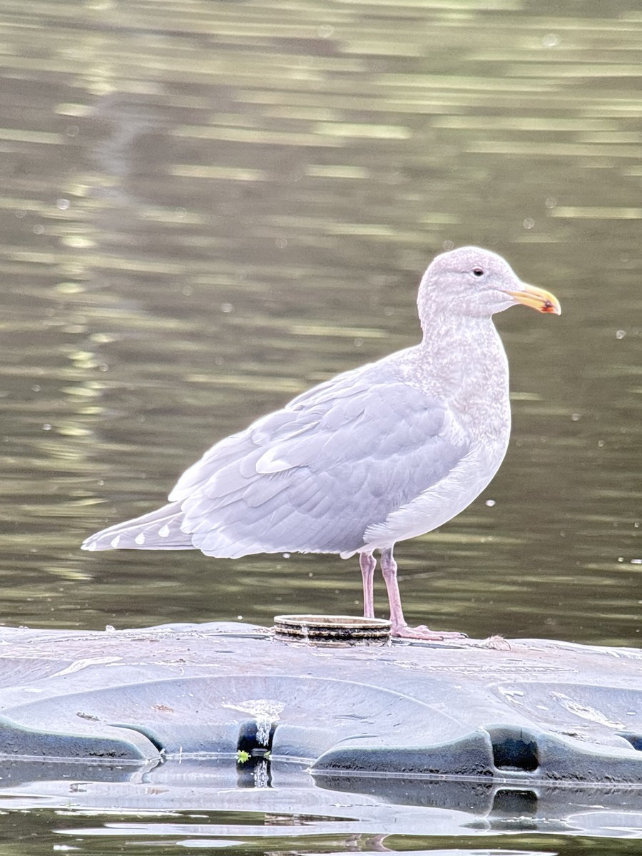 Gaviota de Bering - ML647428675