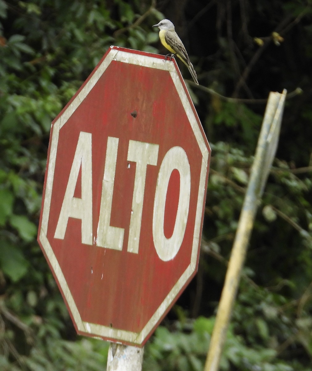 Tirano Melancólico - ML647428679