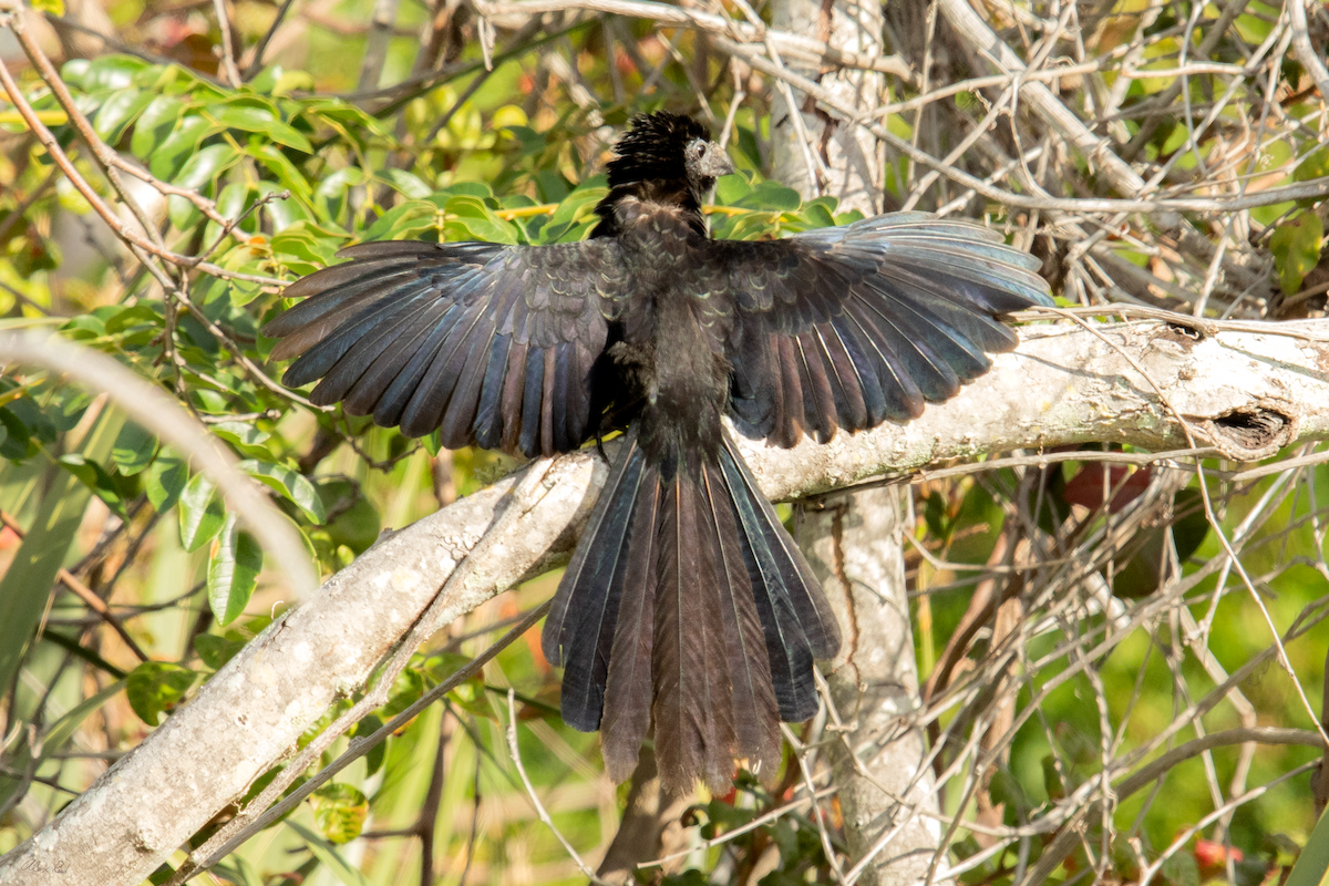 glattnebbani - ML647428686