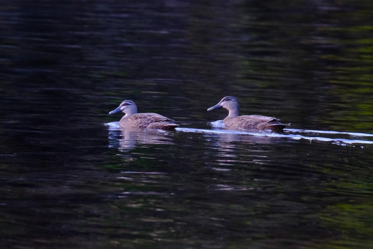 Canard à sourcils ou C. colvert - ML647428700