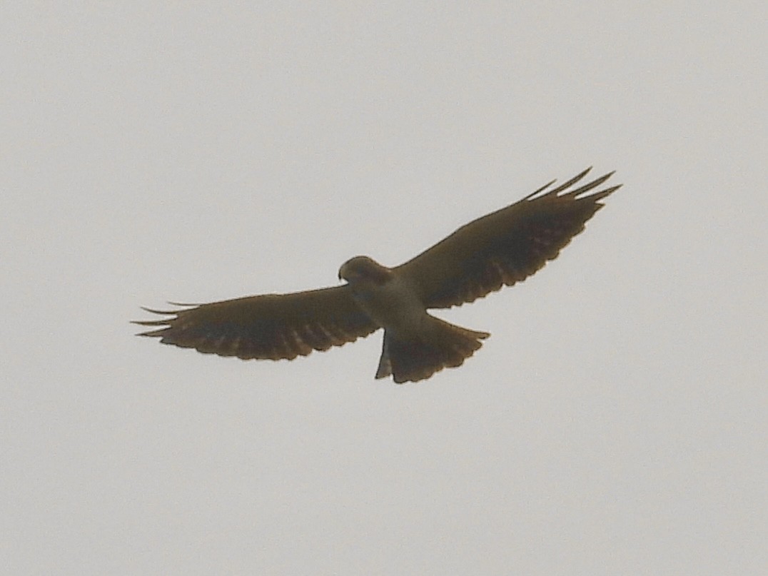 Buse à queue courte - ML647428701