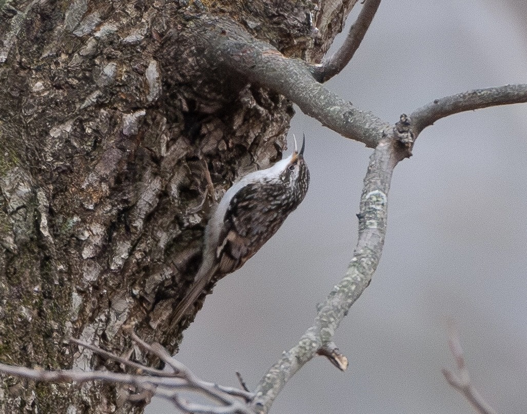 Grimpereau brun - ML647428707