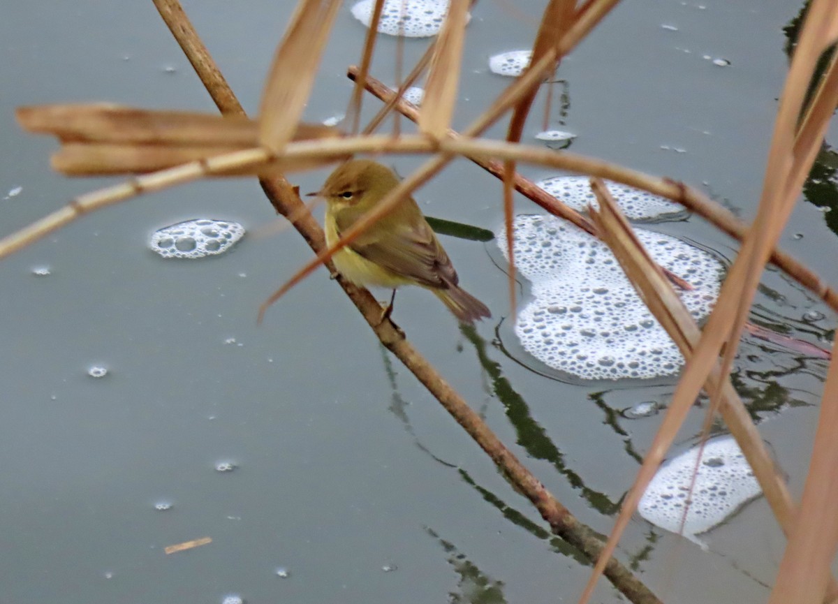 Pouillot véloce - ML647428708