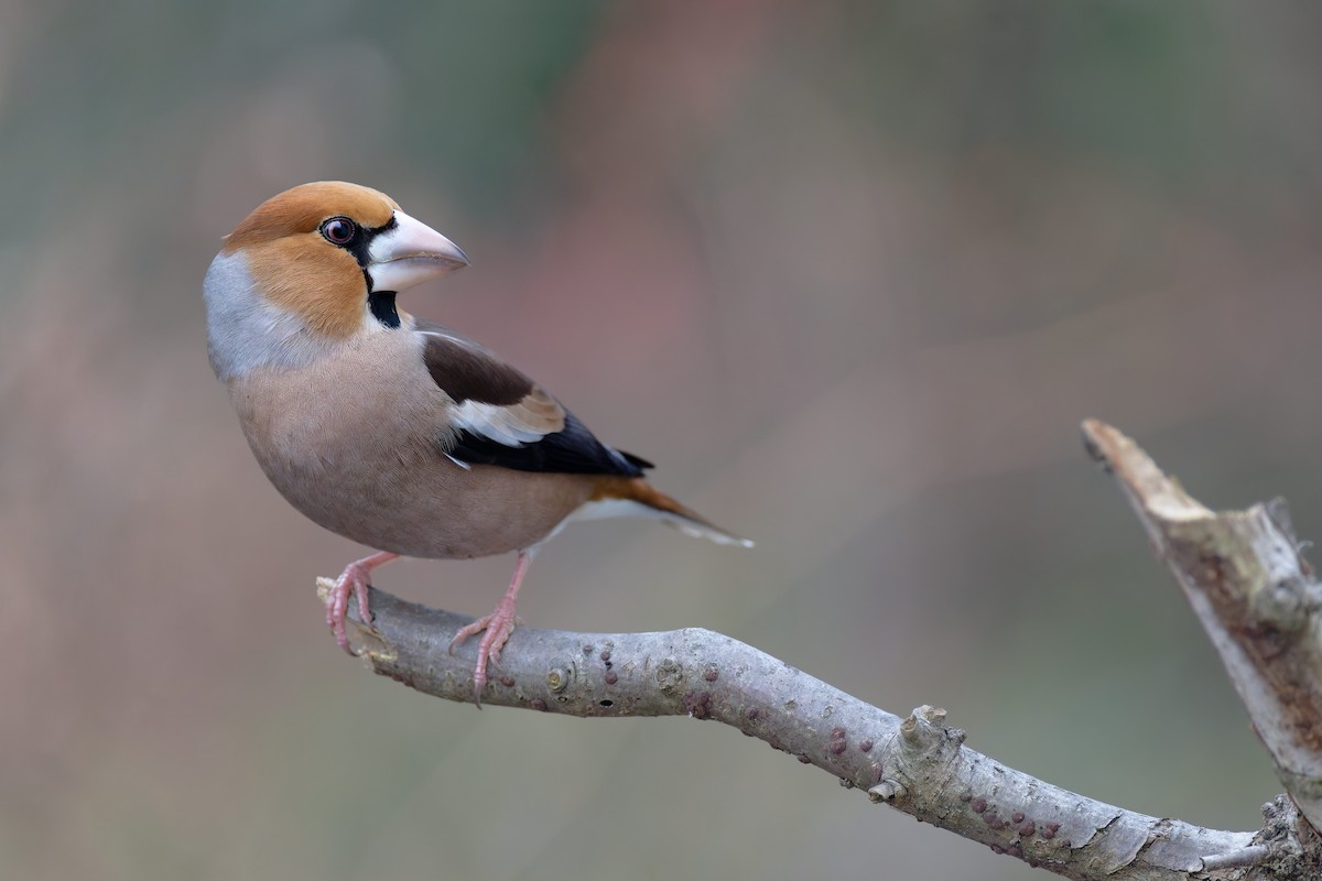 Gros-bec casse-noyaux - ML647428710