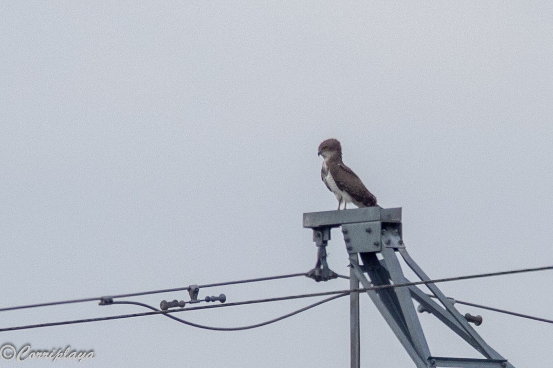 Circaète de Beaudouin - ML647428713