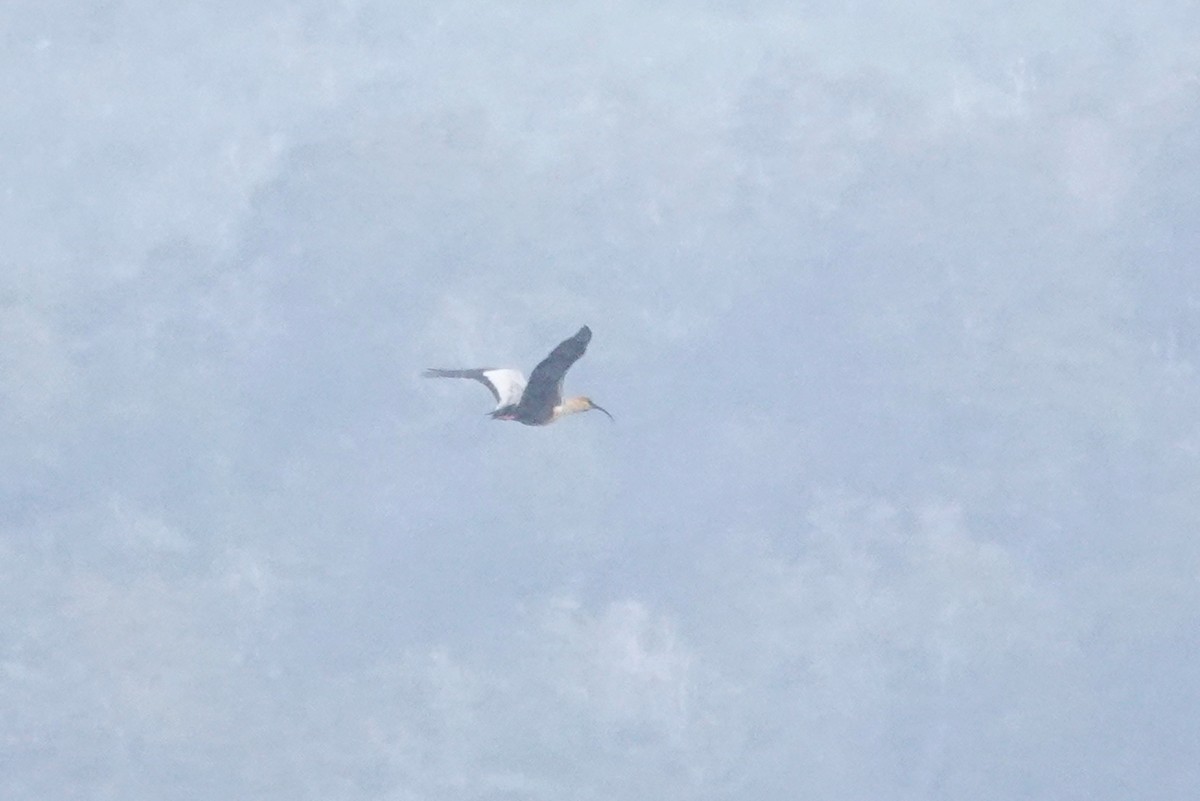 Ibis à face noire - ML647428714