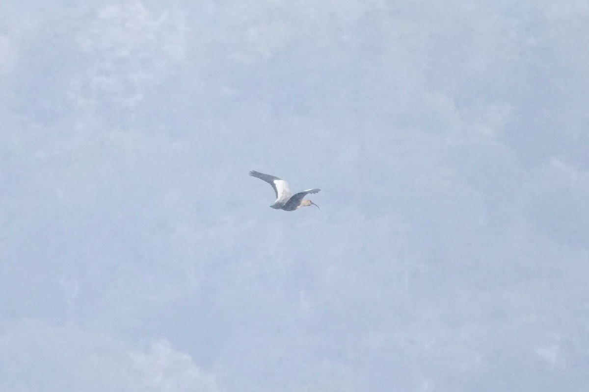 Ibis à face noire - ML647428717