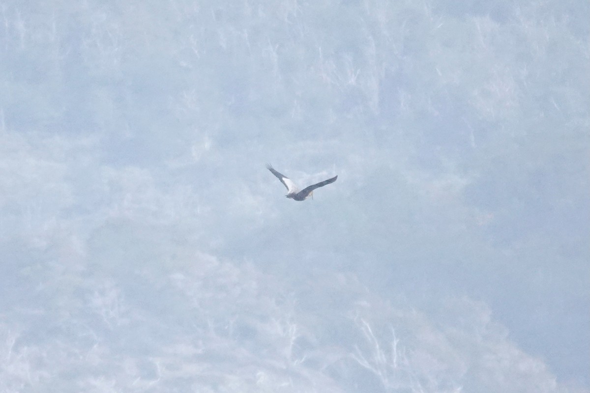 Ibis à face noire - ML647428719