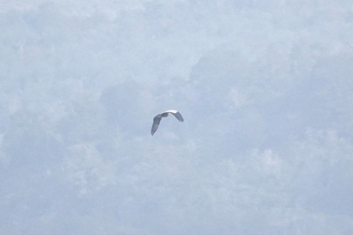 Ibis à face noire - ML647428720