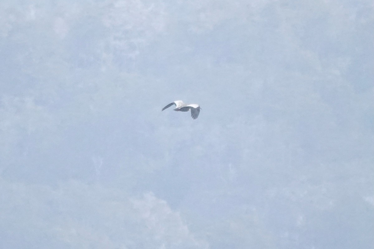 Ibis à face noire - ML647428721