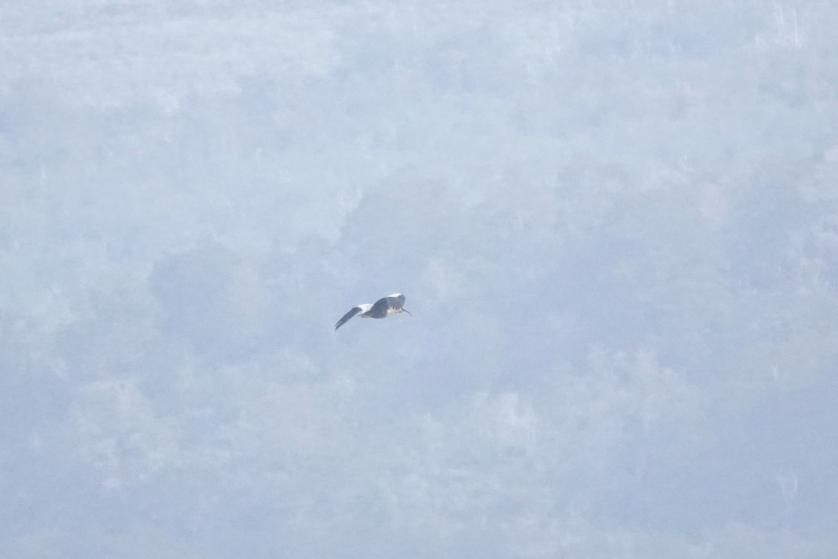 Ibis à face noire - ML647428722