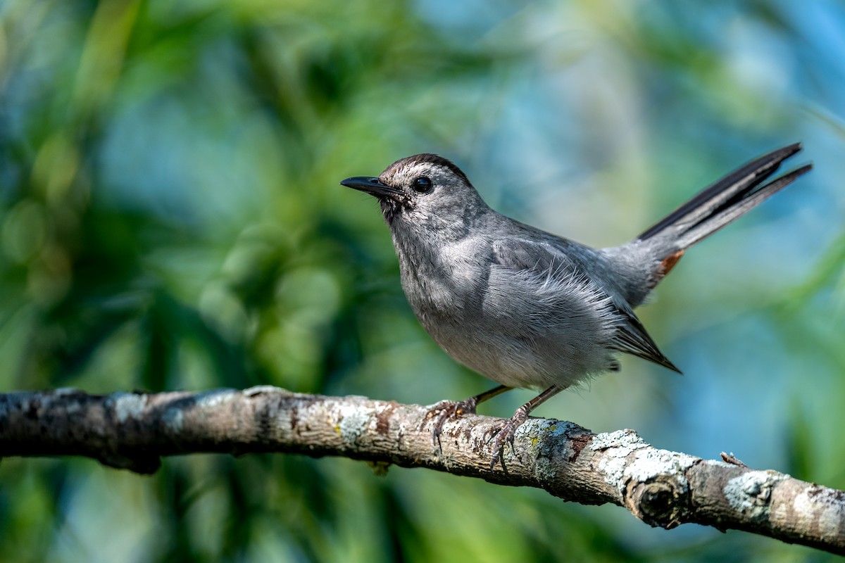 Moqueur chat - ML647428726