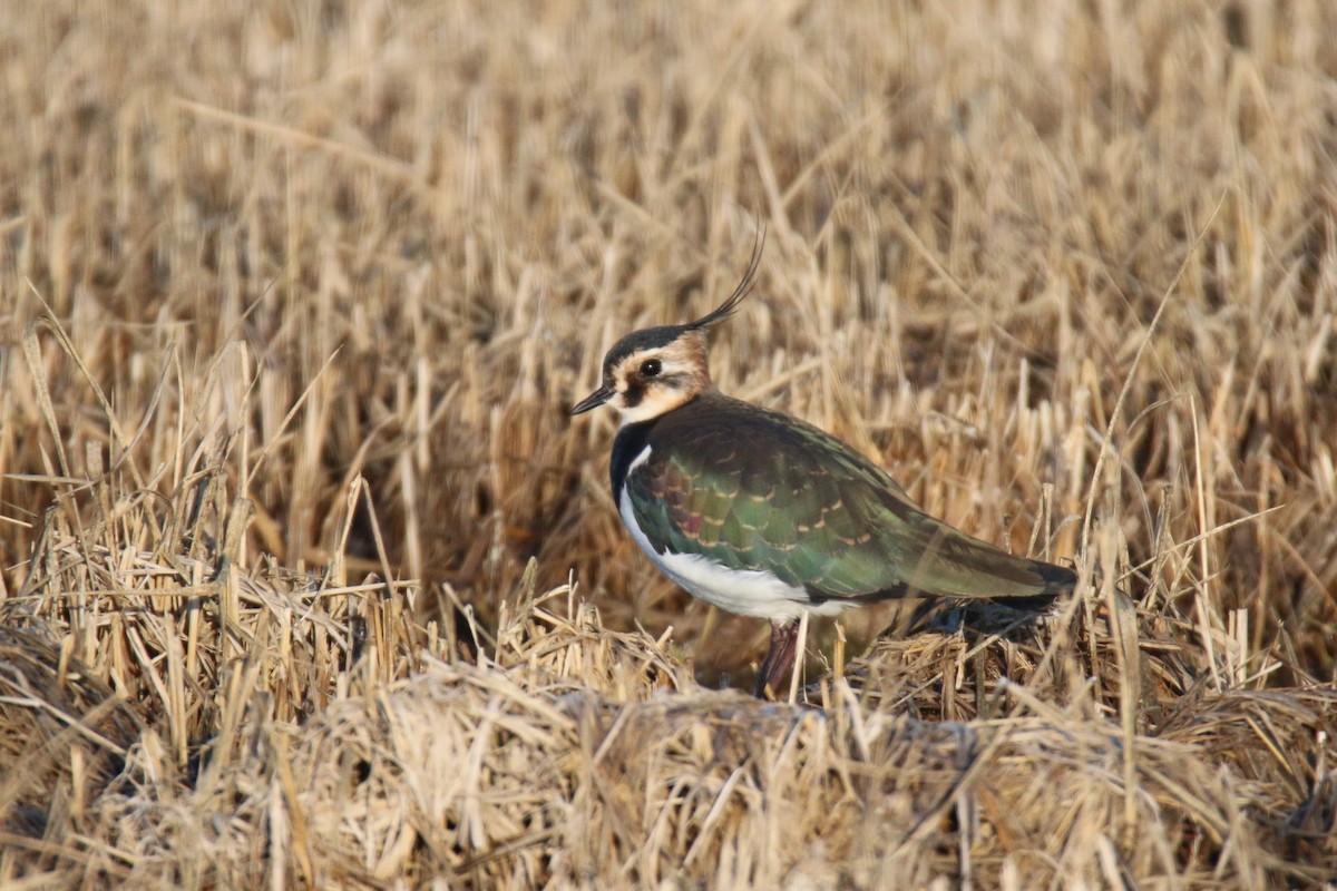 Vanneau huppé - ML647428727