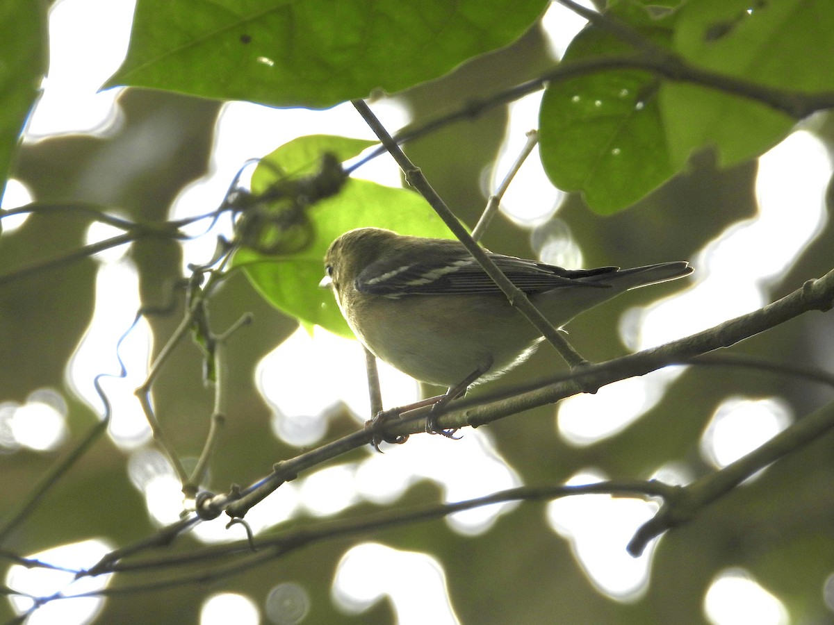 Paruline à poitrine baie - ML647428728