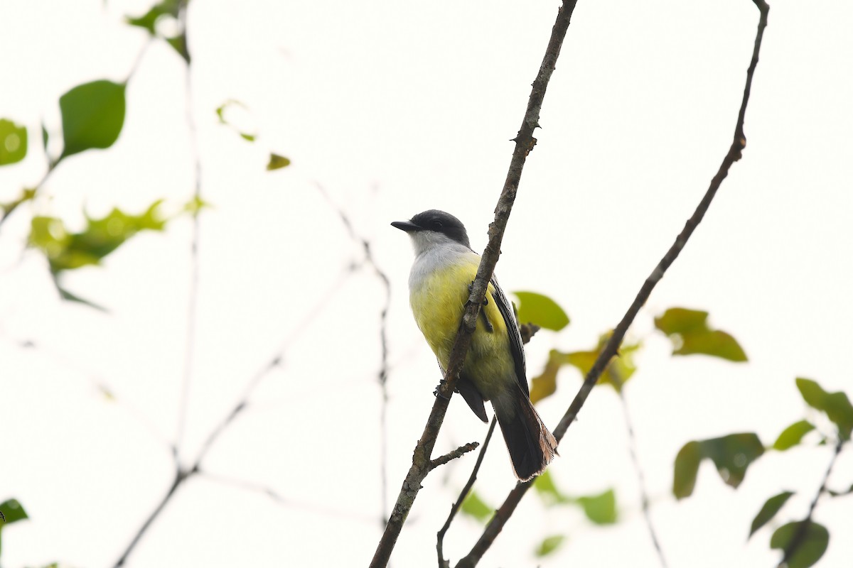 Tyran chimu - ML647428730