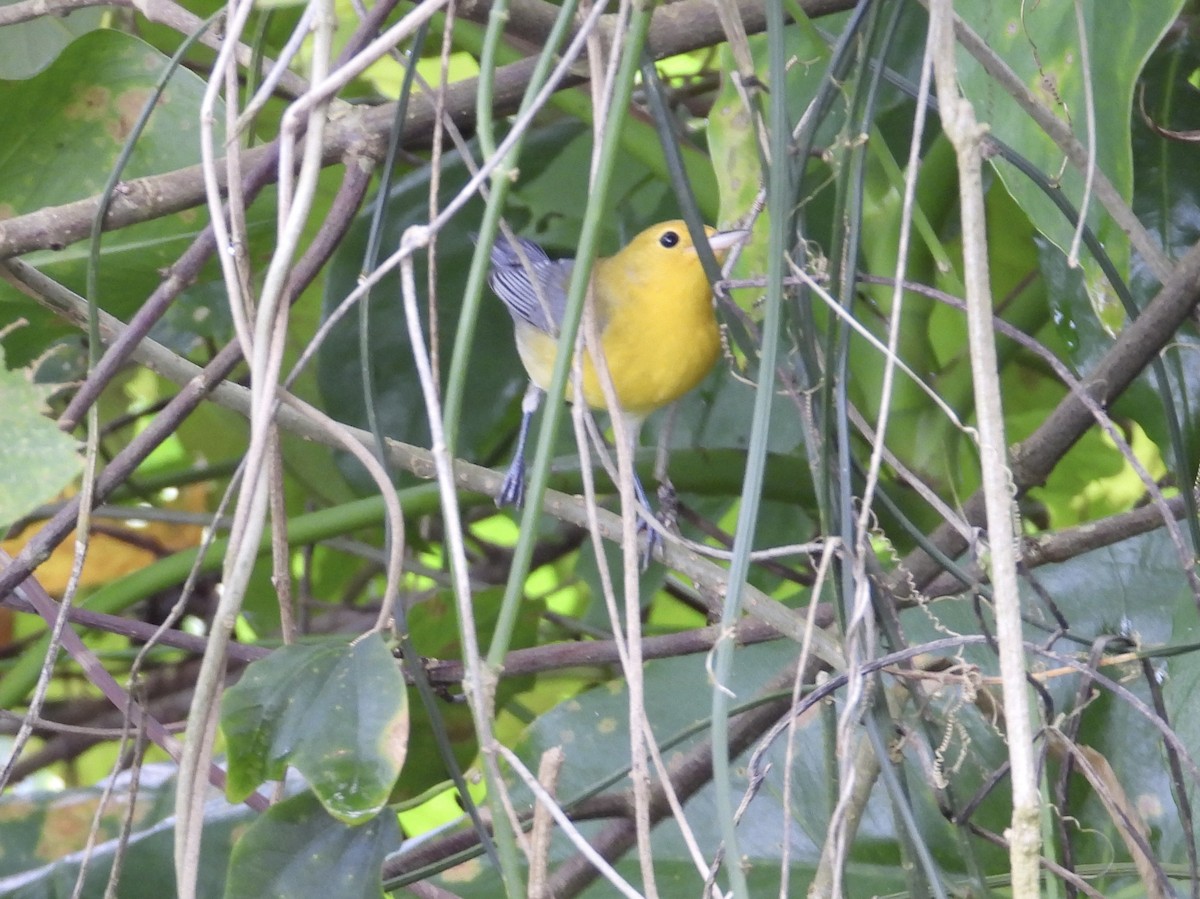 Paruline orangée - ML647428733