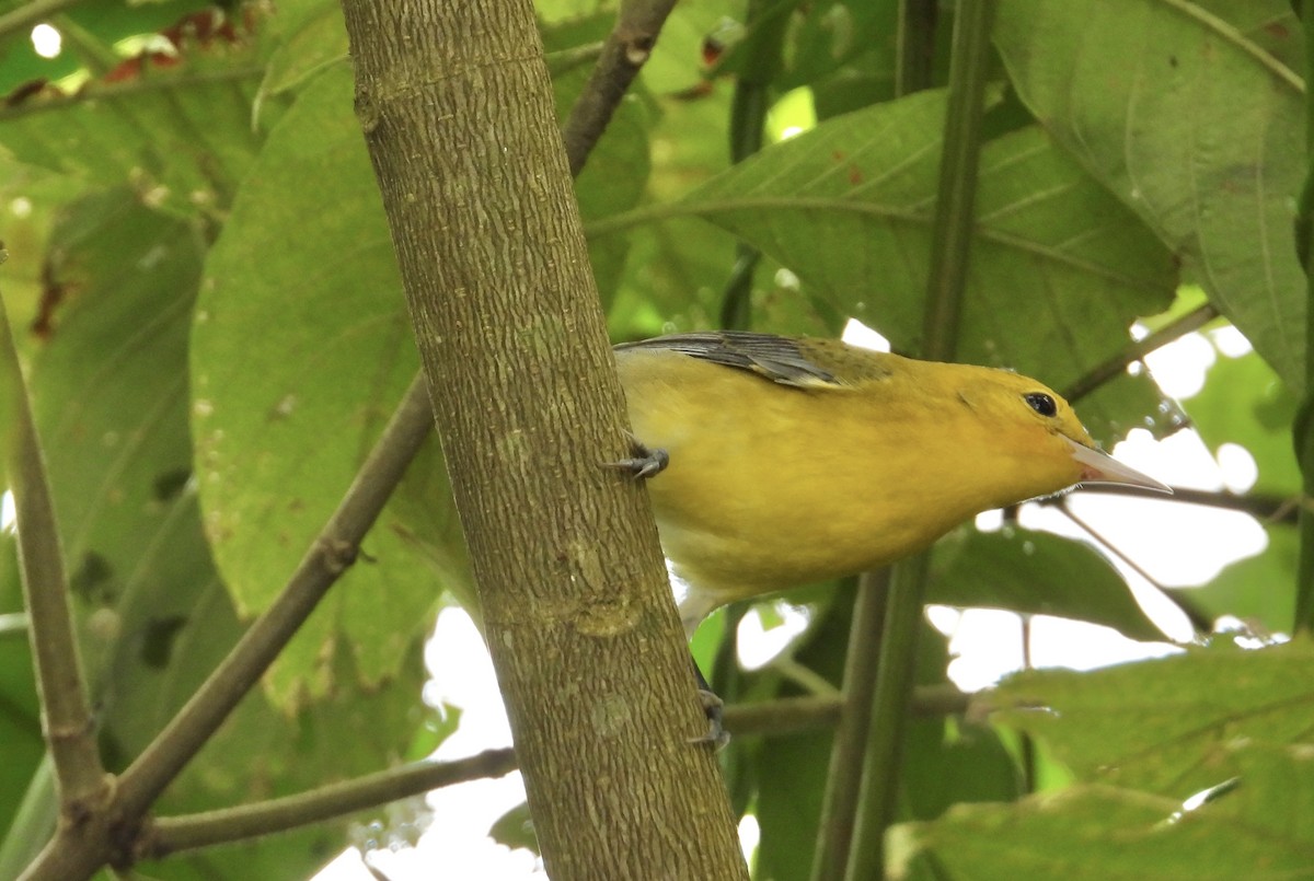 Paruline orangée - ML647428734