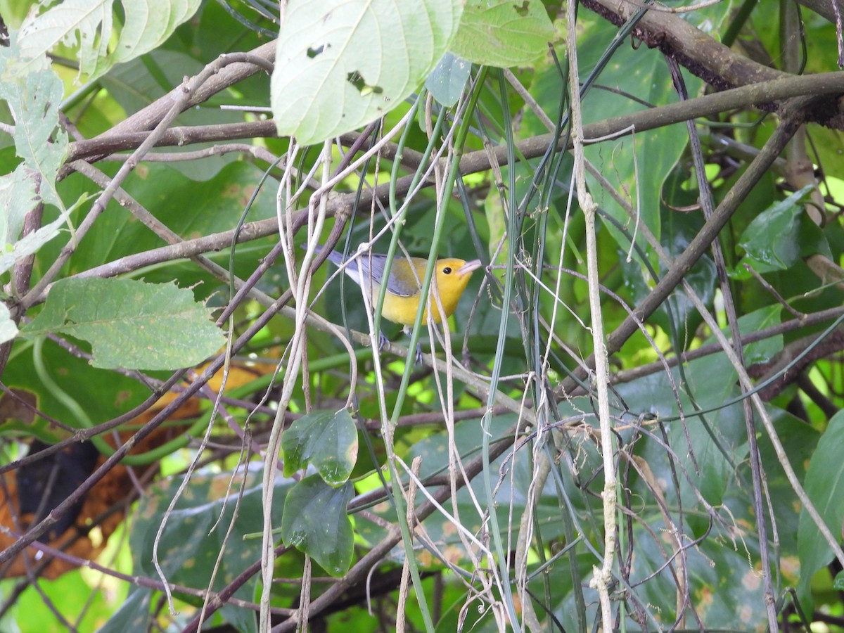 Paruline orangée - ML647428735