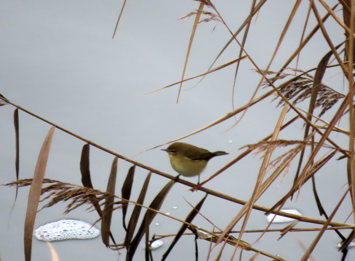 Pouillot véloce - ML647428737