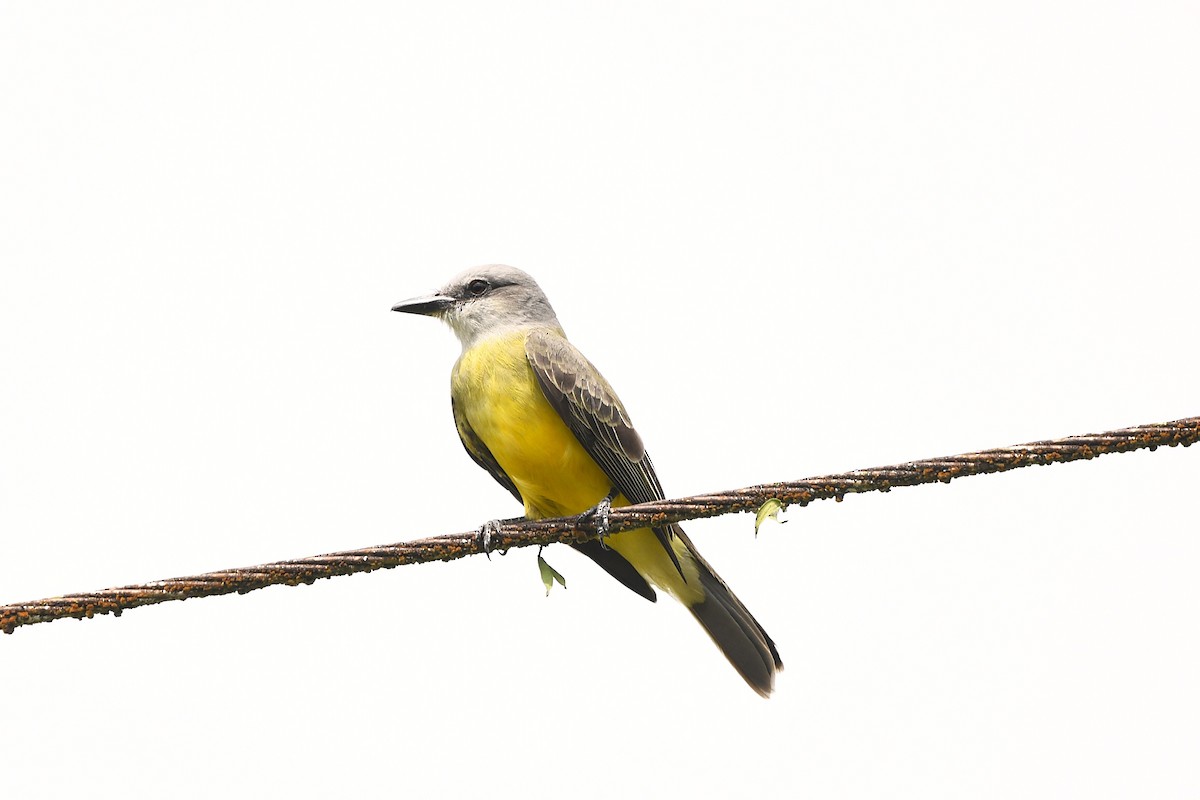 Tyran mélancolique - ML647428738