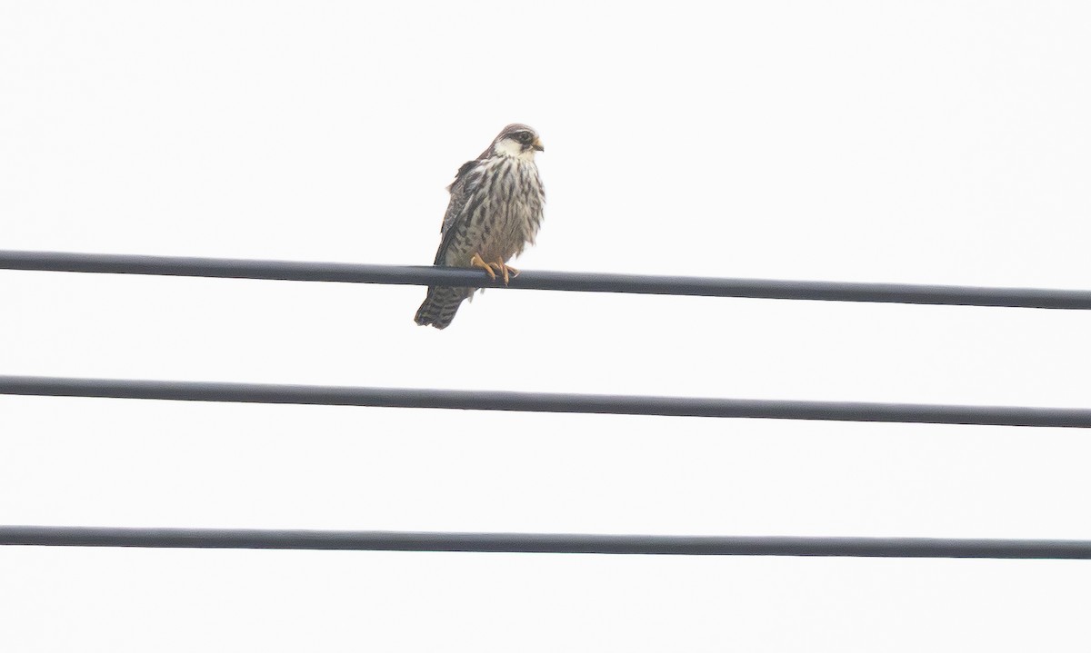 Faucon de l'Amour - ML647428739