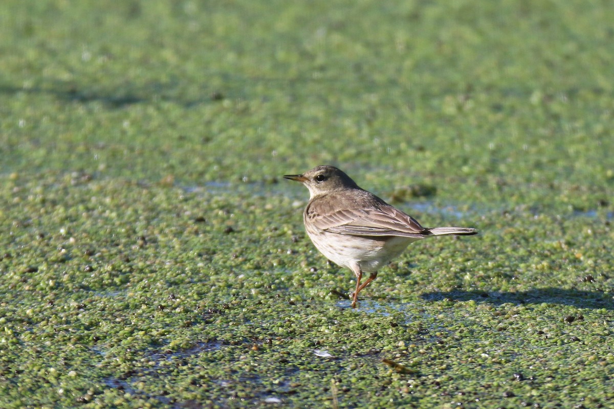 Pipit spioncelle - ML647428740