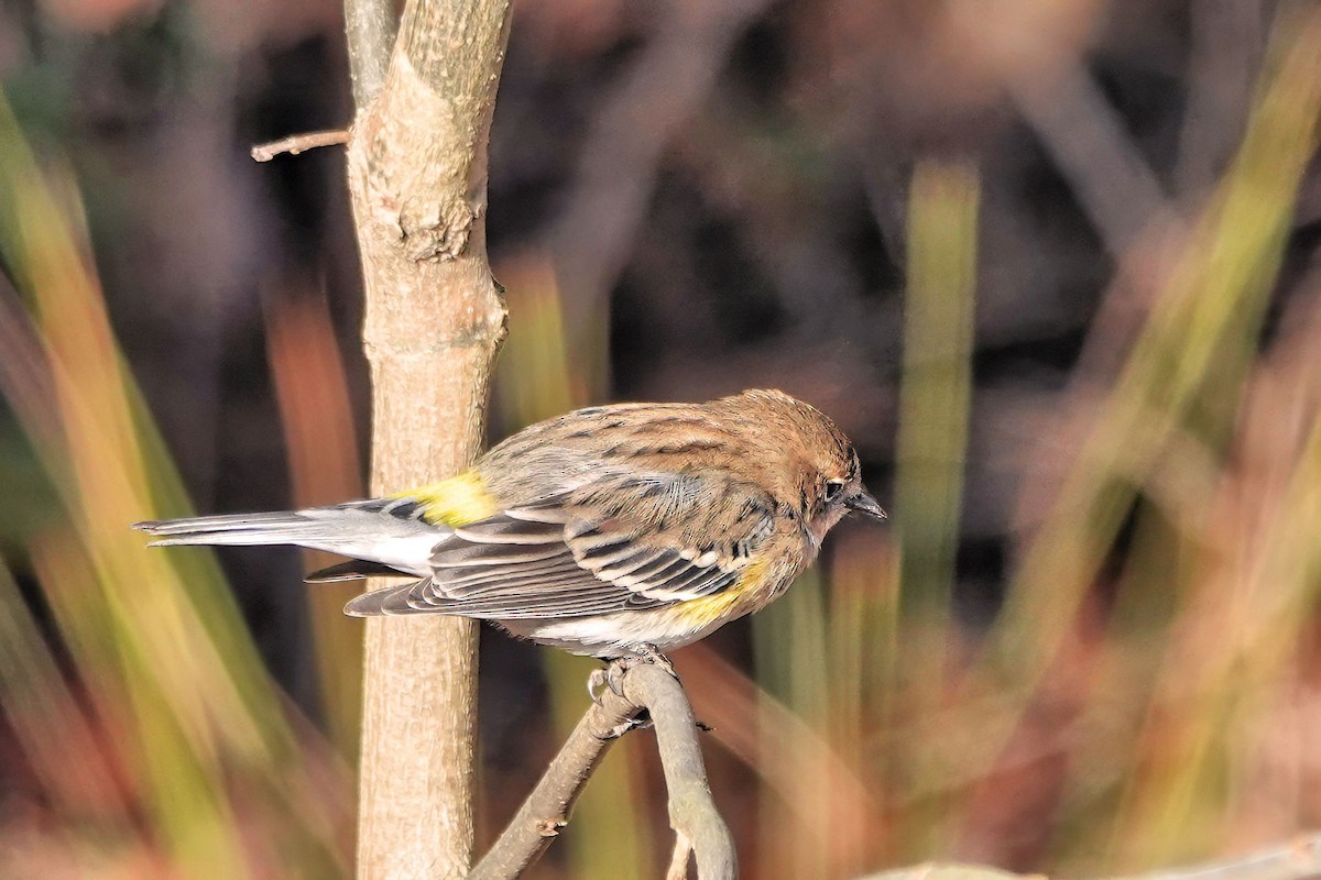 Paruline à croupion jaune - ML647428741