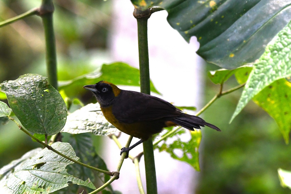 Mitrospin obscur - ML647428742