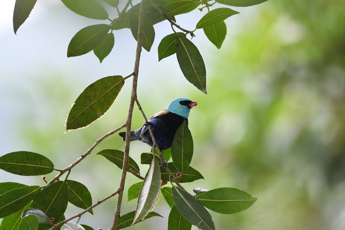 Blue-necked Tanager - ML647428743