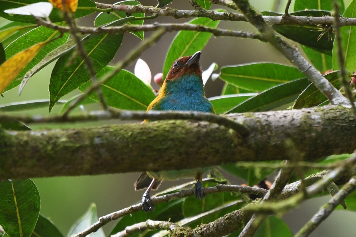 Bay-headed Tanager - ML647428752