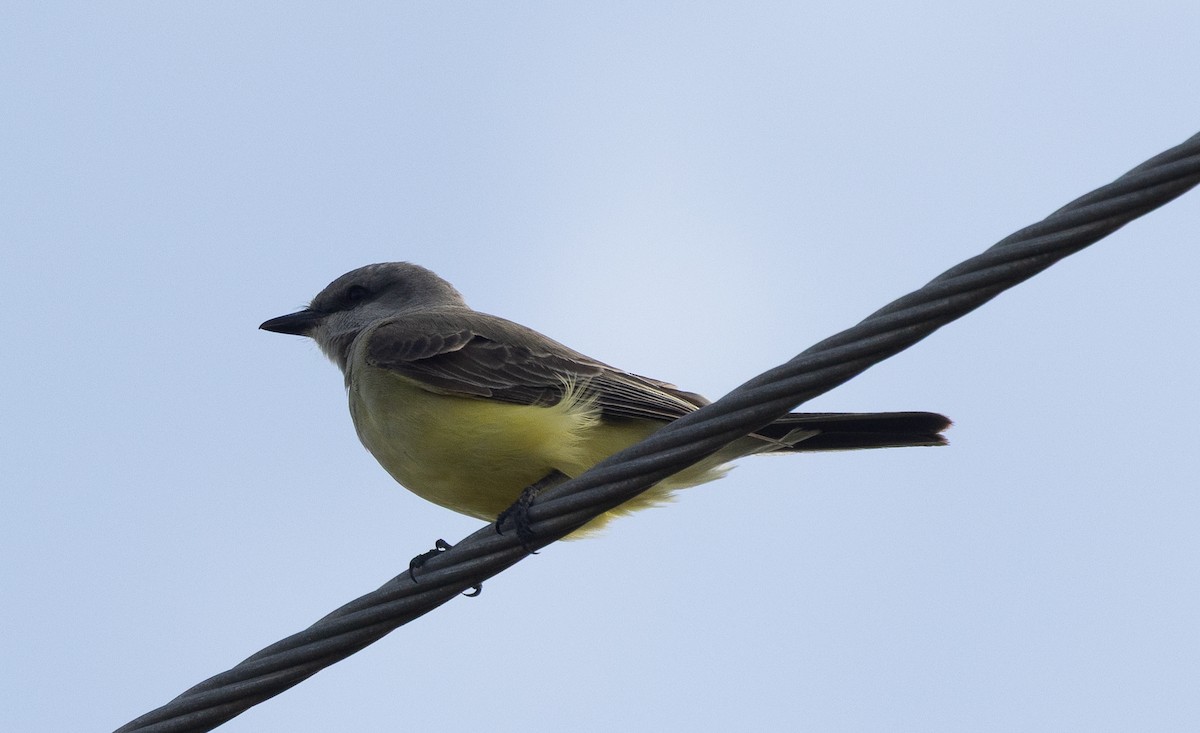 Западный тиранн - ML647428781