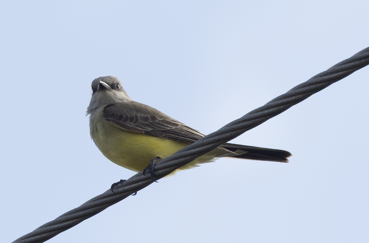 Западный тиранн - ML647428788