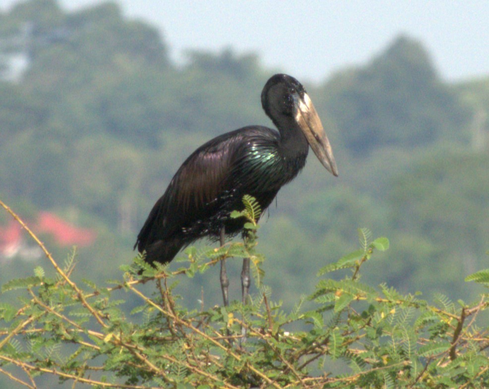 African Openbill - ML647428792