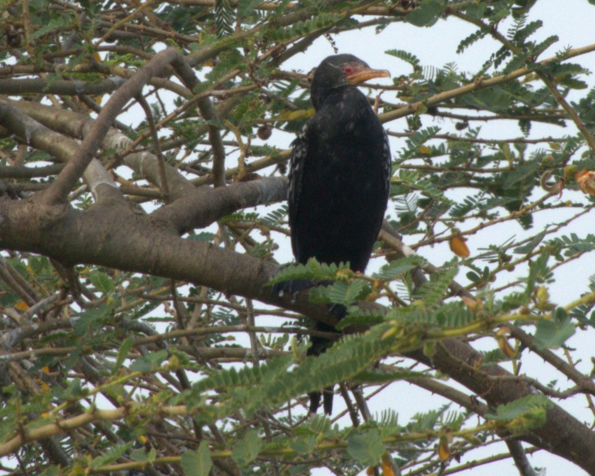 langstjertskarv - ML647428794