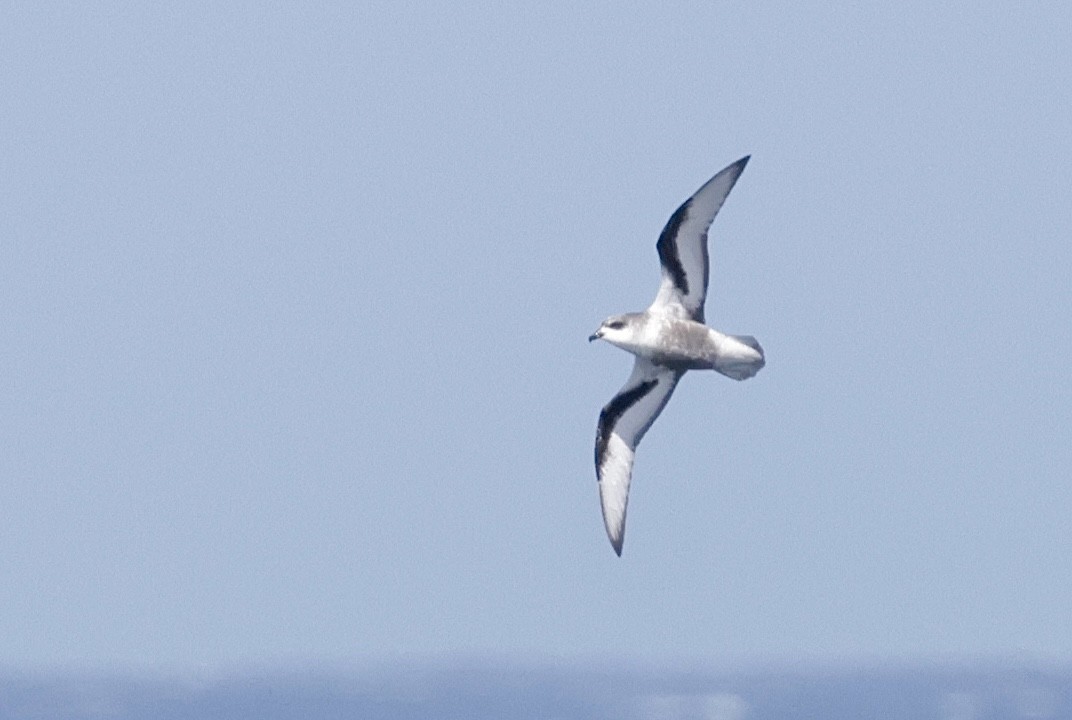 Тайфунник Піла - ML647428812