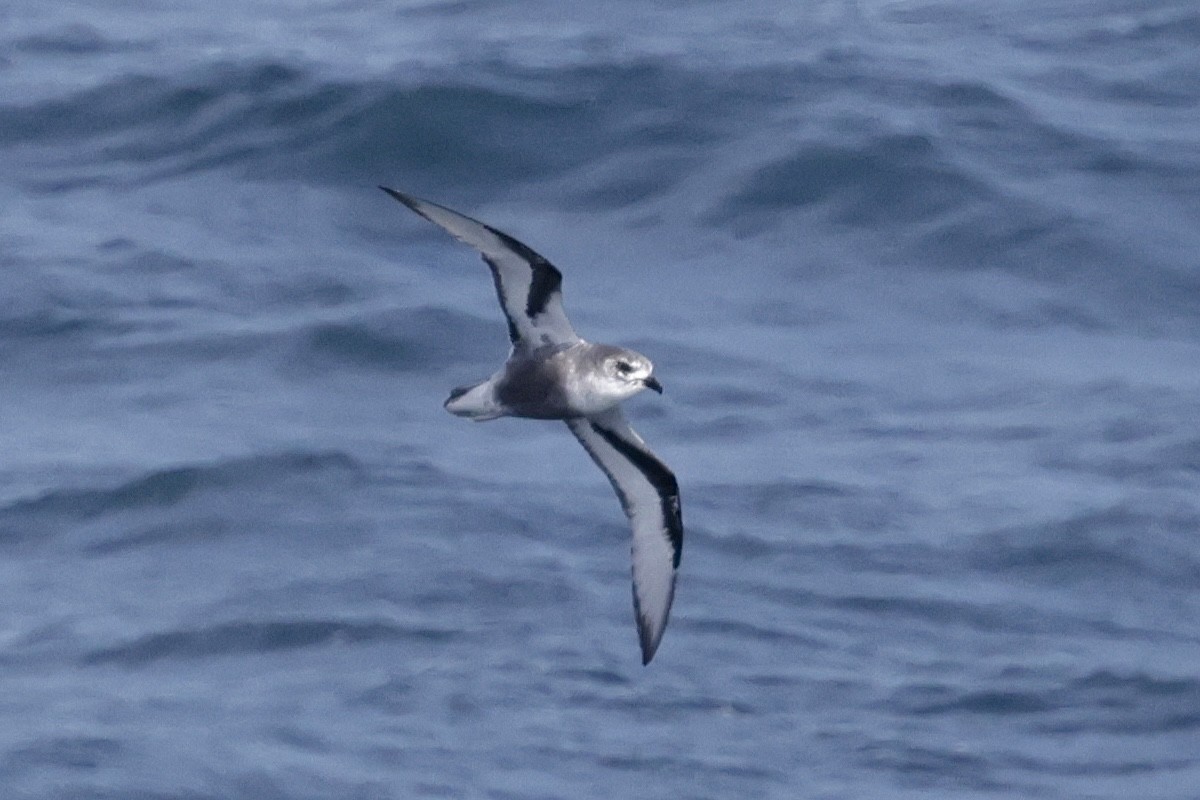 Тайфунник Піла - ML647428813