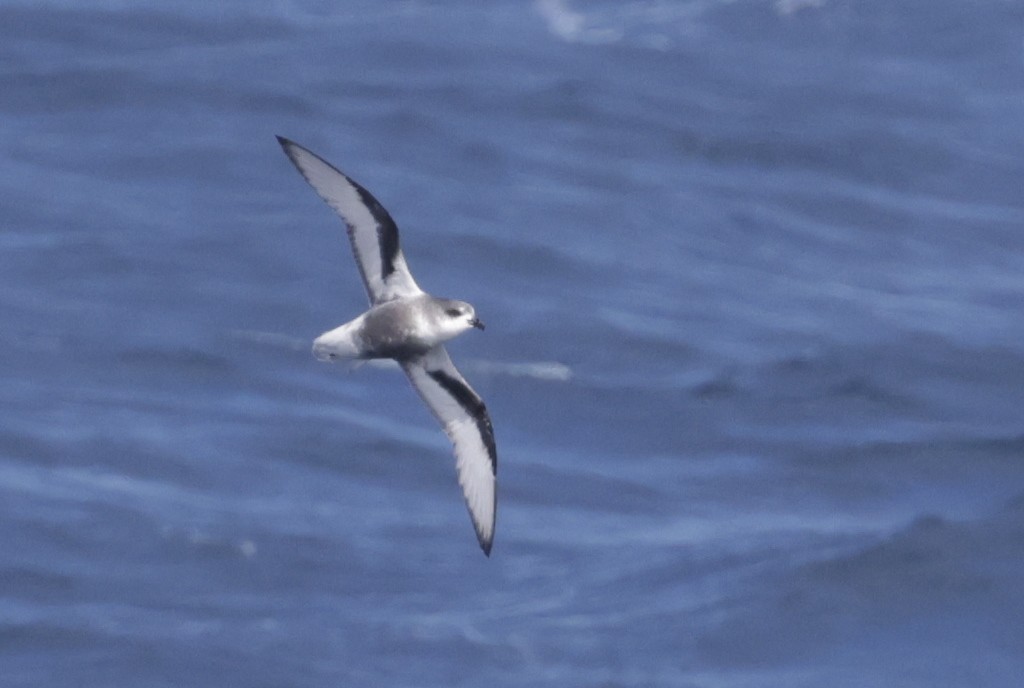 Тайфунник Піла - ML647428814